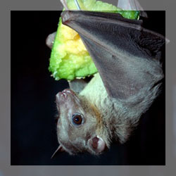 Bat repellents Bat repellents