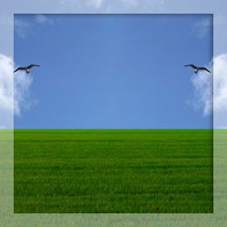 Bird repellents for you bird issues Bird repellents for you bird issues
