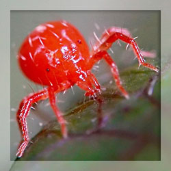 Chigger repellents Chigger repellents