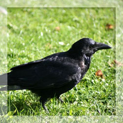 Crow repellents Crow repellents