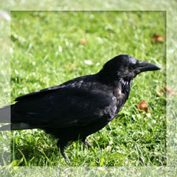 Crow repellents