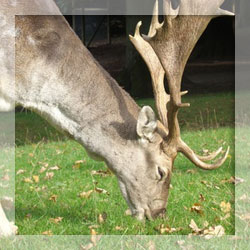 Deer repellents Deer repellents