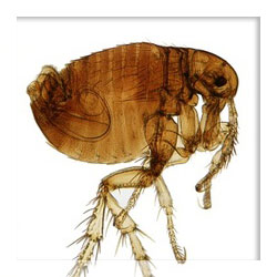 Flea repellents Flea repellents