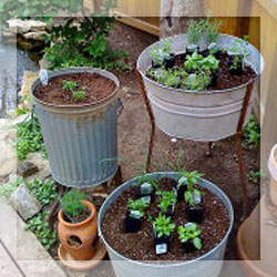 Repellent herbs Repellent herbs