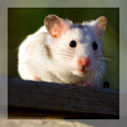 Mice repellents Mice repellents