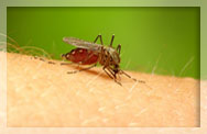 Mosquito repellents