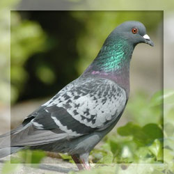 Pigeon repellents Pigeon repellents