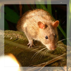 Rat repellents Rat repellents