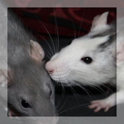 Rodent repellents Rodent repellents