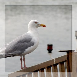 Seagull repellents Seagull repellents
