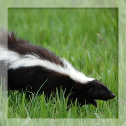Skunk Repellent