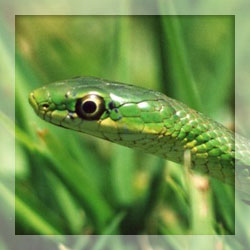 Snake repellents