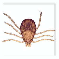 Tick repellents Tick repellents
