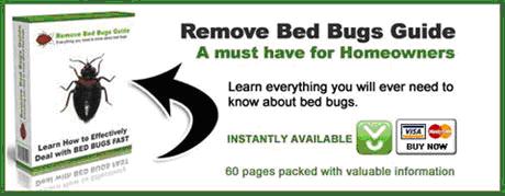 Bed bugs removal guide