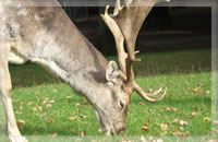 Deer repellents