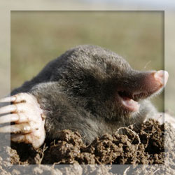 Mole repellents Mole repellents