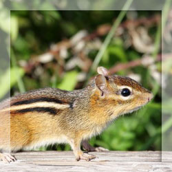 Squirrel repellents